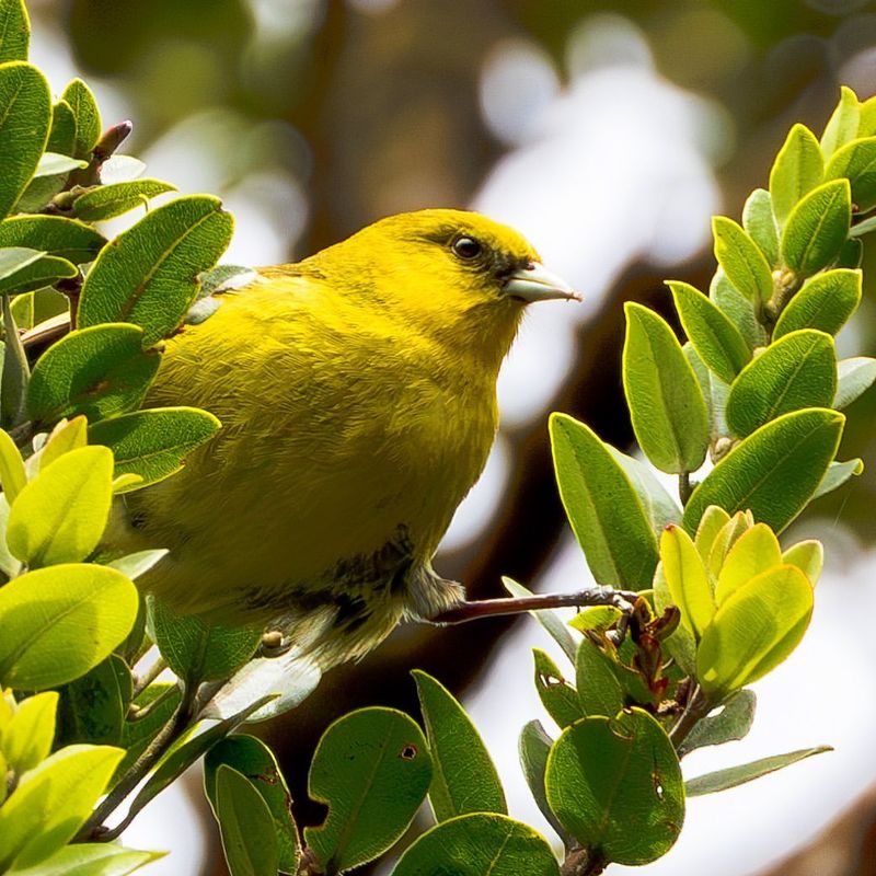 Maui Parrotbill