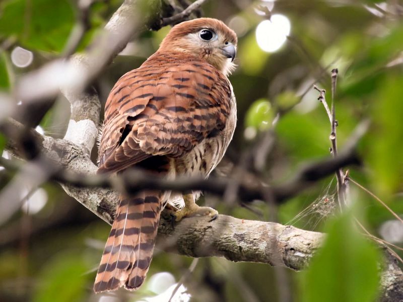 Mauritius Kestrel's Return