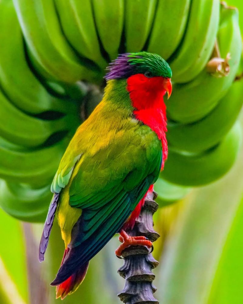 Rimatara Lorikeet