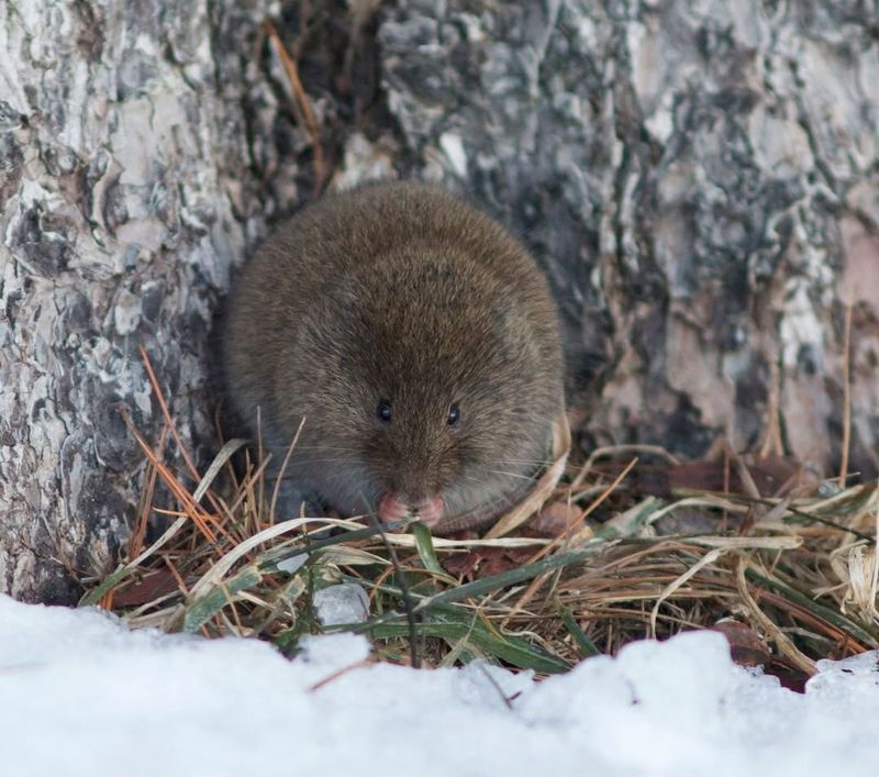 Meadow Vole