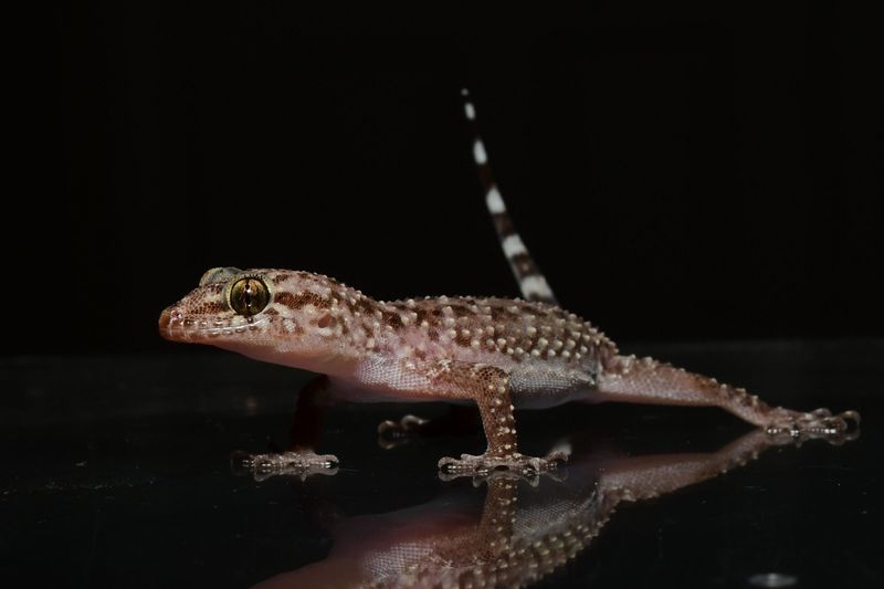 Mediterranean House Gecko