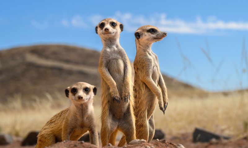 Meerkat