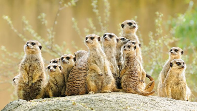 Meerkats