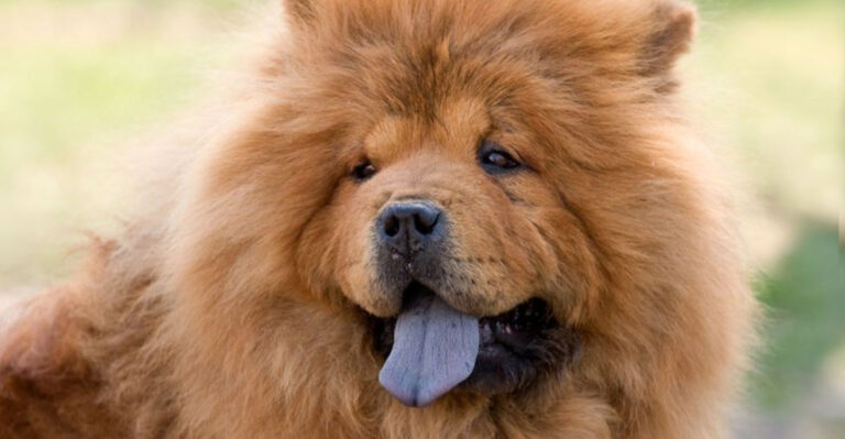Meet 15 Fluffy Dogs That Could Be Mistaken For Little Lions