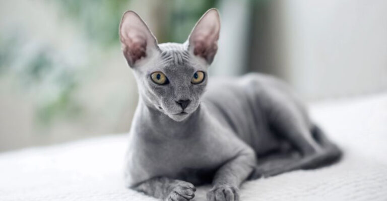 Meet 19 Luxurious Cat Breeds That Redefine Elegance
