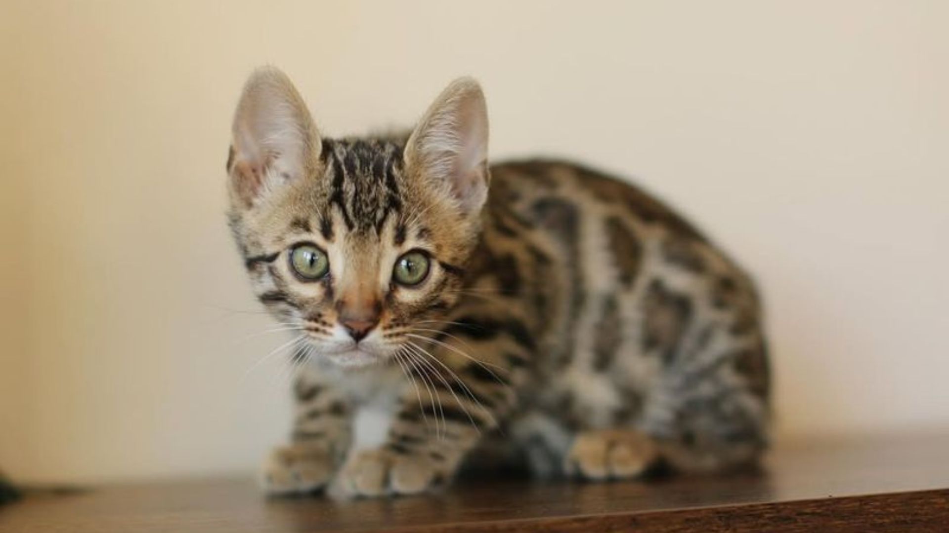 Meet 30 Irresistibly Cute Kittens From Popular Breeds