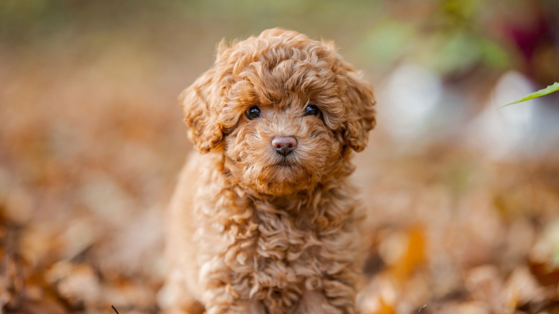 Meet 30 Irresistibly Cute Puppies From Popular Breeds