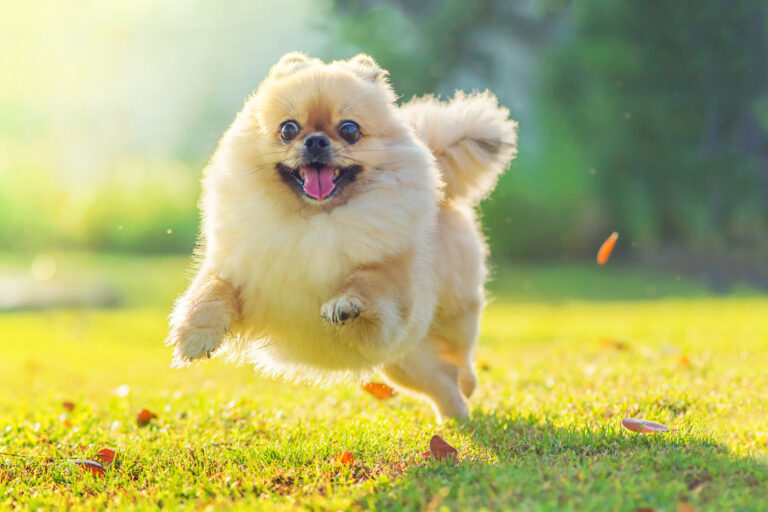 Meet The 15 Tiniest Dog Breeds According To AKC Data (Ranked)