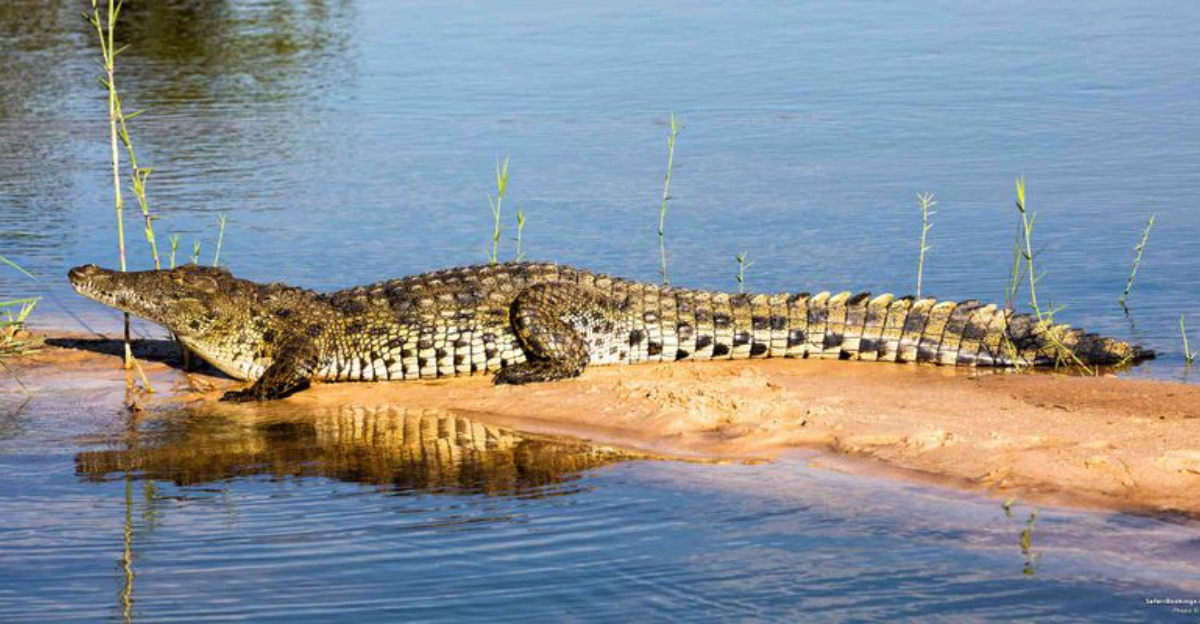 Meet The Massive Crocodiles That Make Their Homes 40 Feet Underground