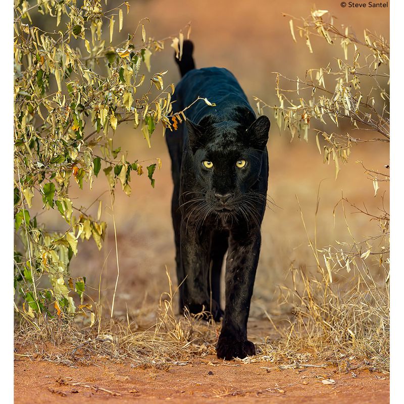 Melanistic Bobcat