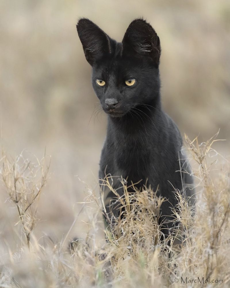 Melanistic Caracal