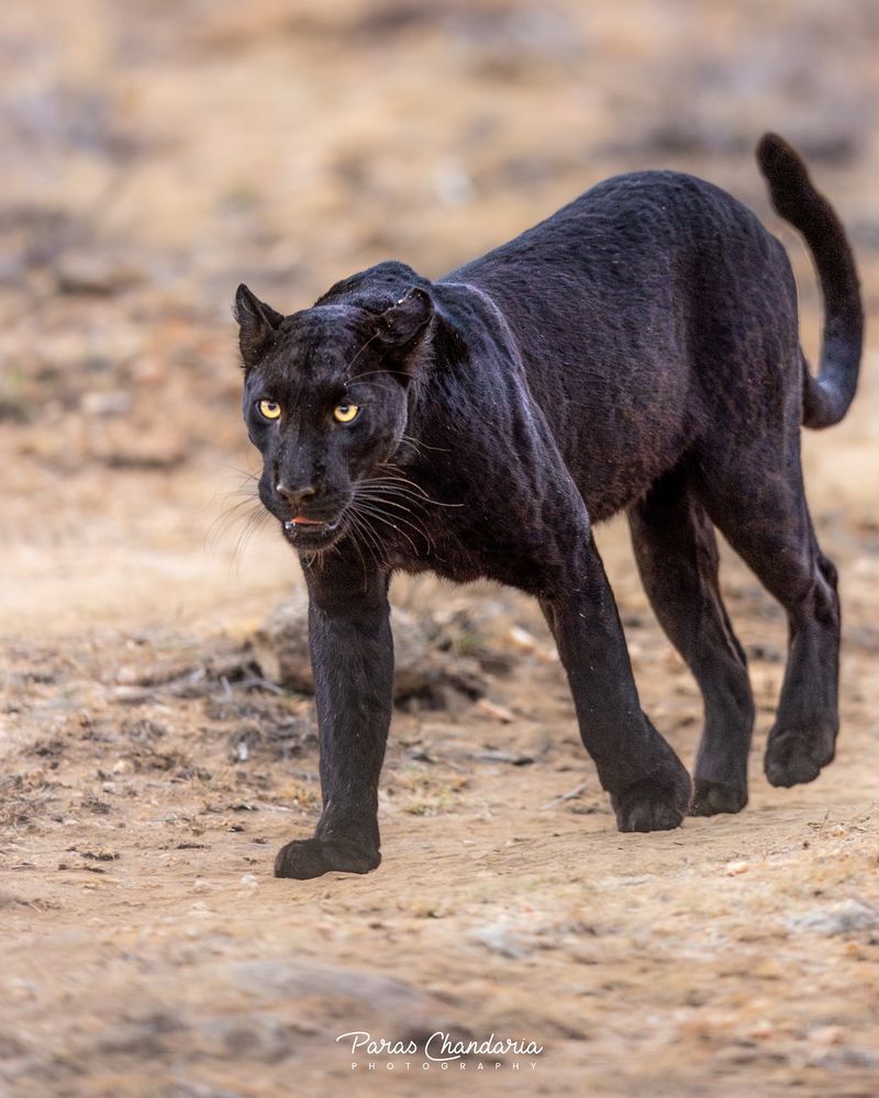 Melanistic Cheetah