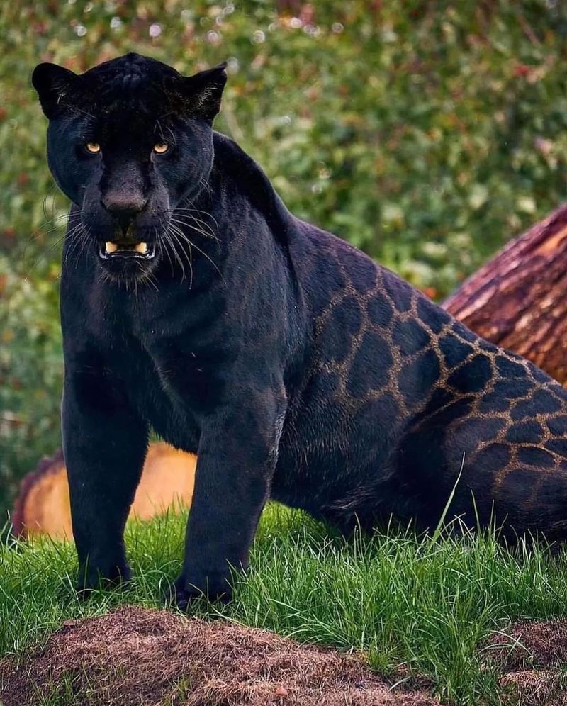 Melanistic Jaguar