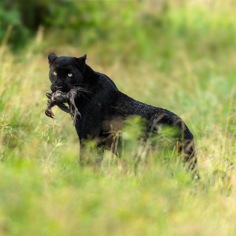 Melanistic Leopard