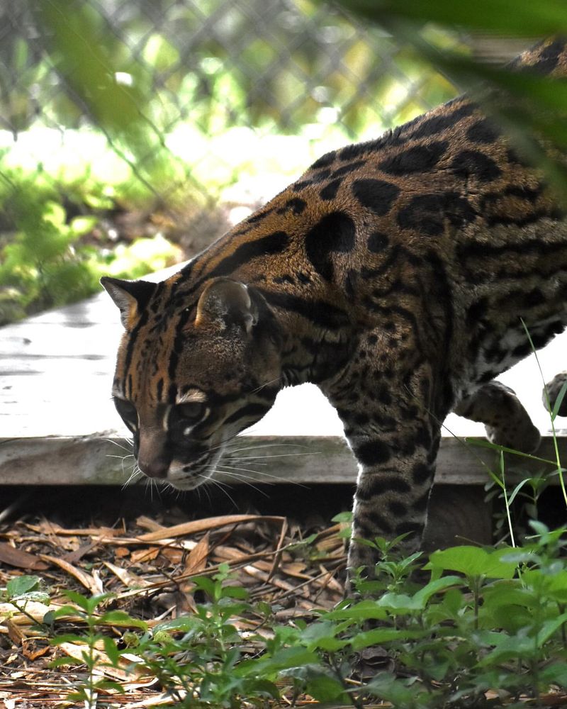 Melanistic Ocelot