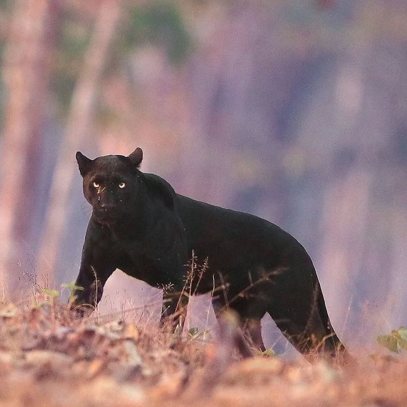 Melanistic Puma