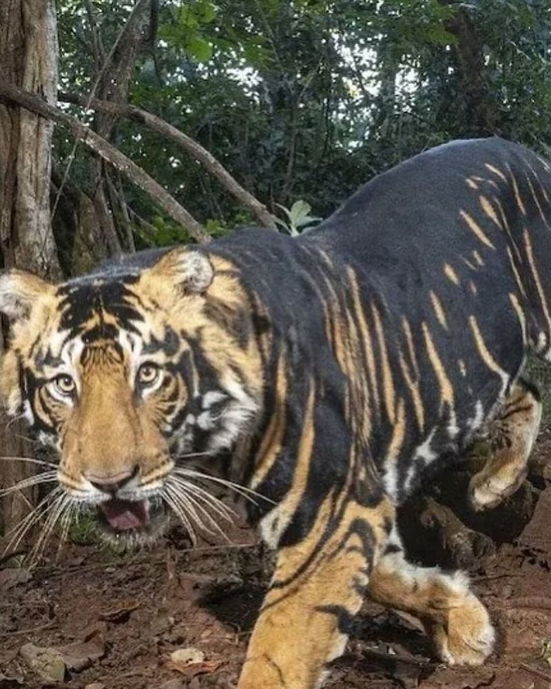 Melanistic Tiger