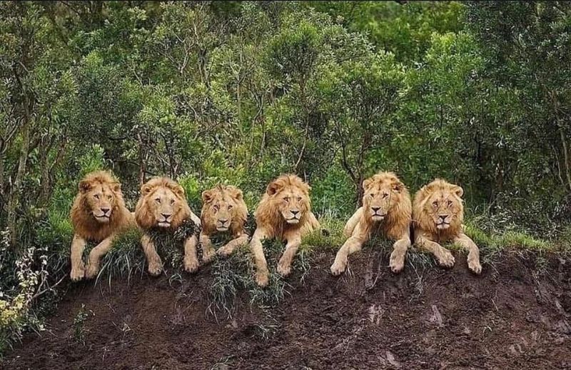 Members of the Coalition: The Six Lions Who Ruled the Sabi Sands