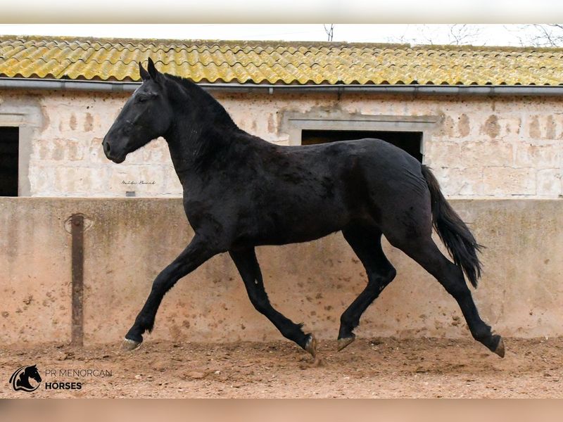 Menorquín