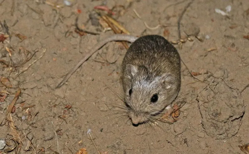 Merriam's Pocket Mouse