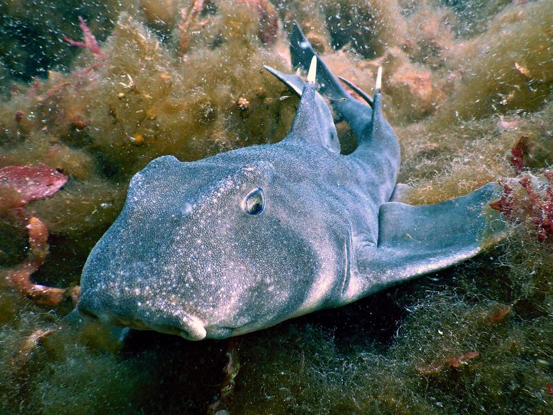 Mexican Hornshark