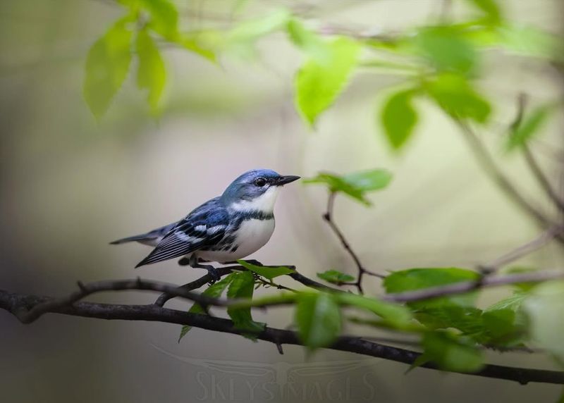 Cerulean Warbler