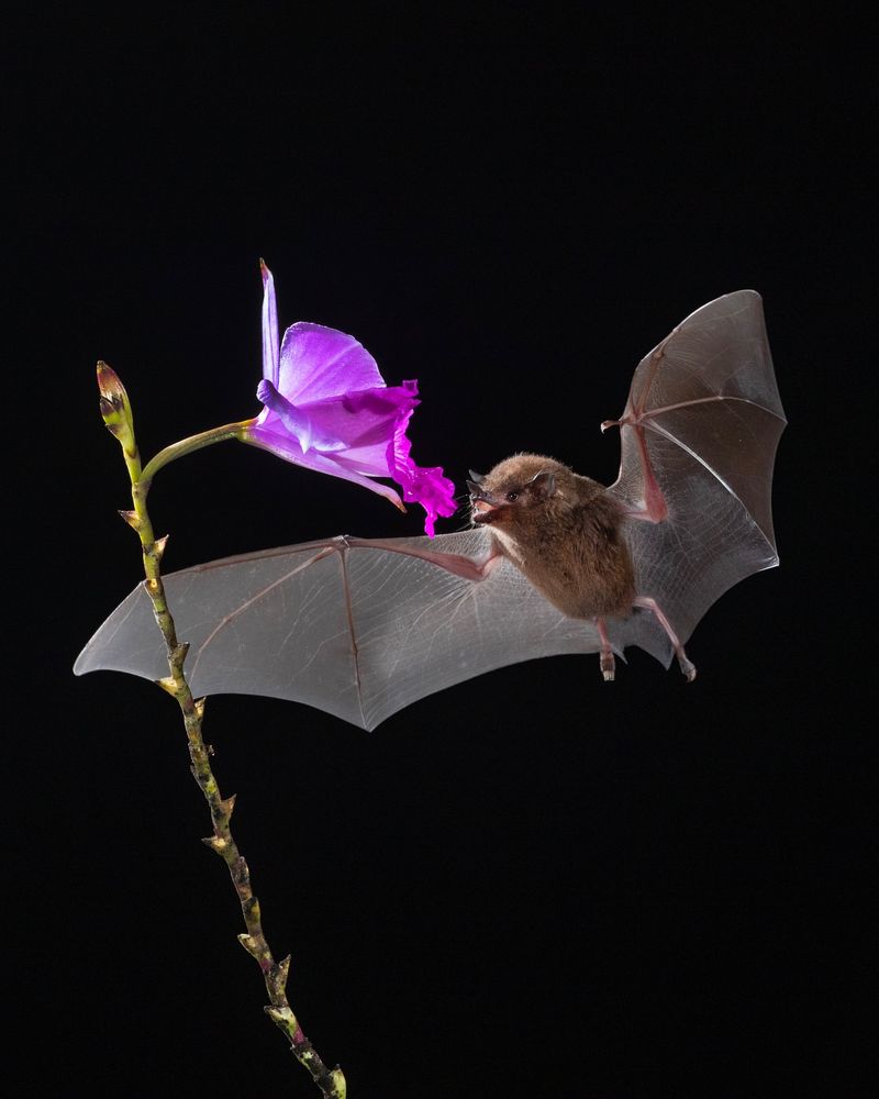 Mexican Long-tongued Bat