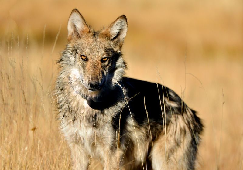 Mexican Wolf