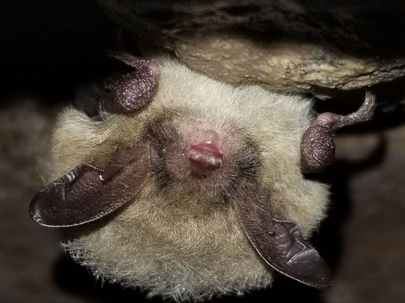 Michigan's Great Lakes Bats