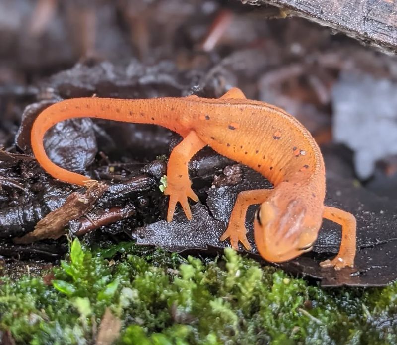 Michigan's Woodland Jewel: Eastern Red-spotted Newt