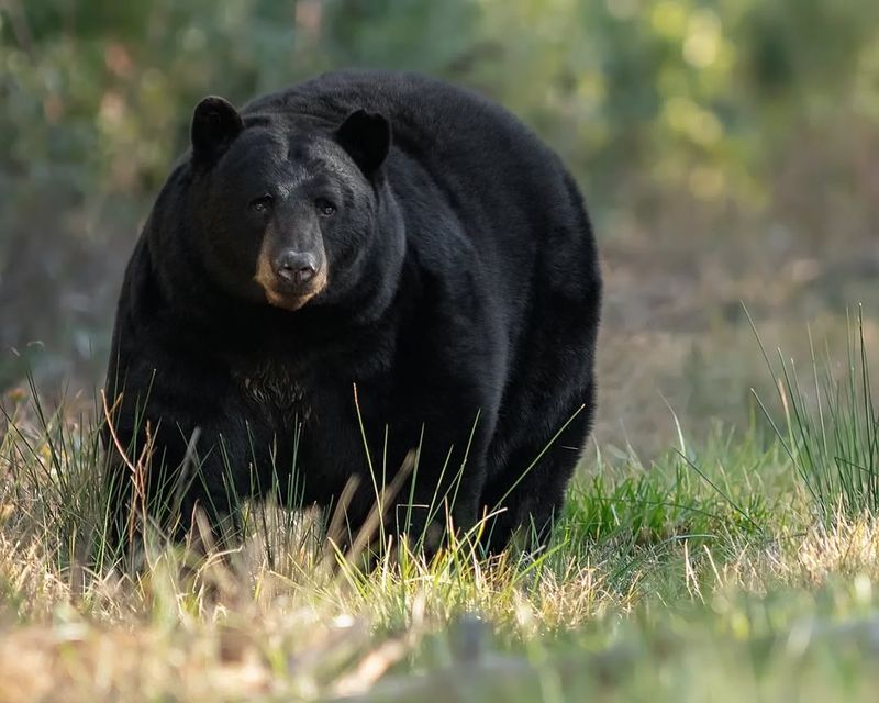 Michigan's Biggest Black Bear