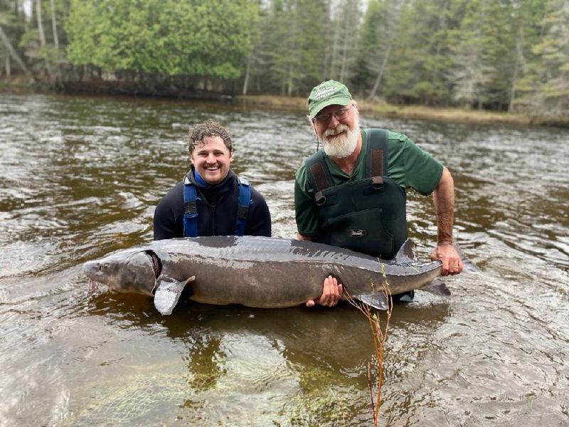 Michigan's Lake Sturgeon