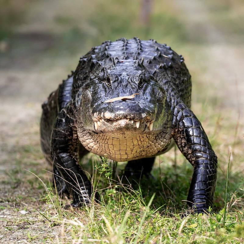 Michigan's Lakeside Leviathan