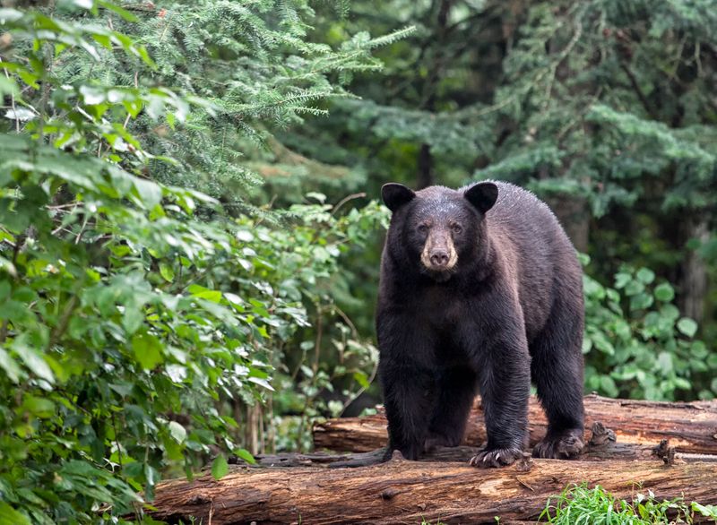 Michigan Bear