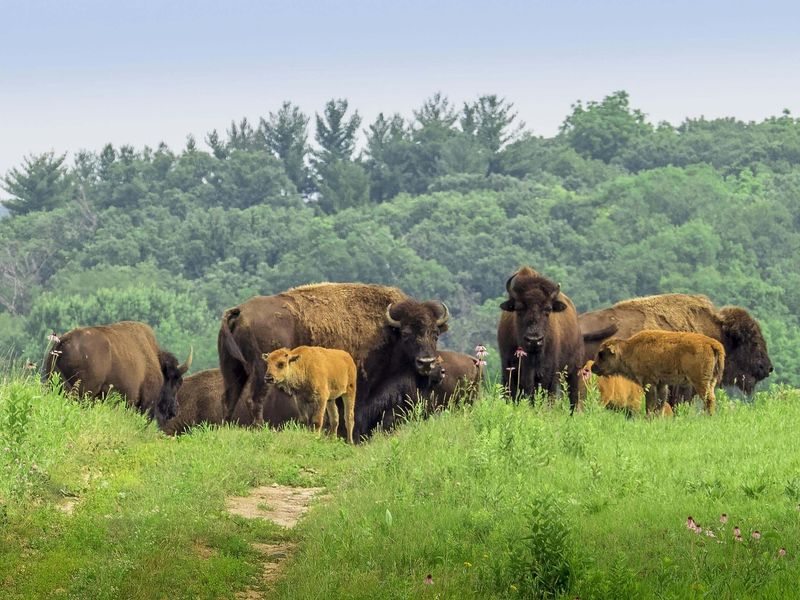 Michigan Bison