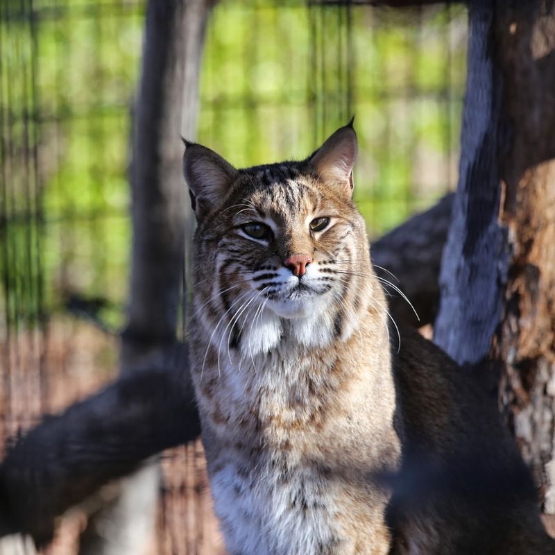 Michigan - Bobcat