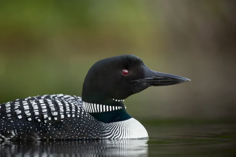 Michigan: Common Loon