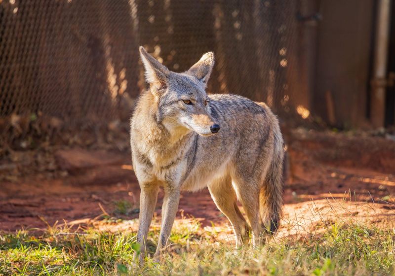 Michigan - Eastern Coyote