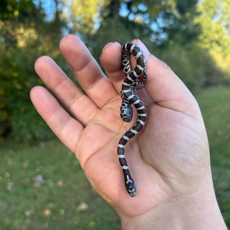 Michigan Eastern Milk Snake