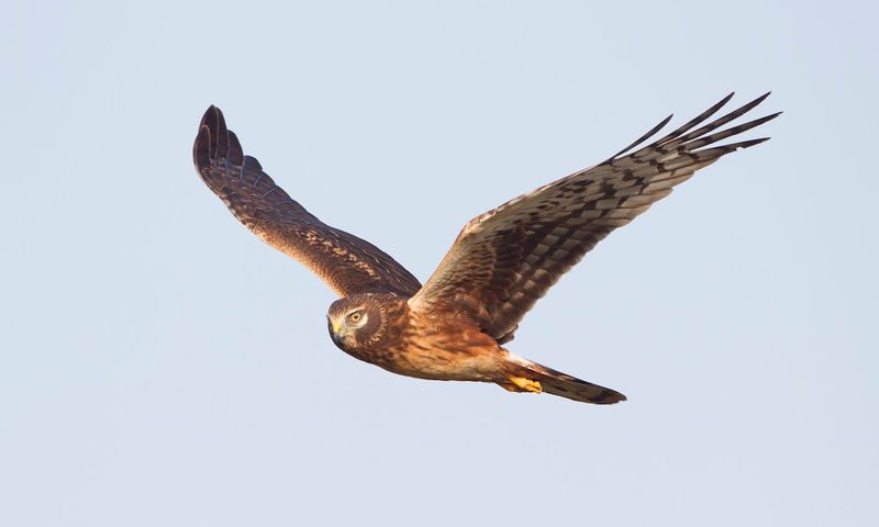 Michigan - Northern Harrier