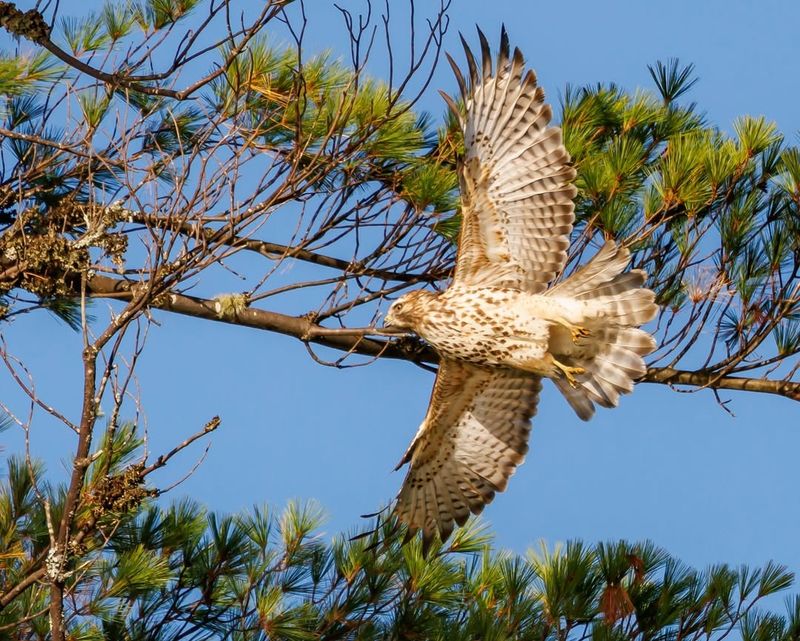 Michigan: The Great Lakes Glider