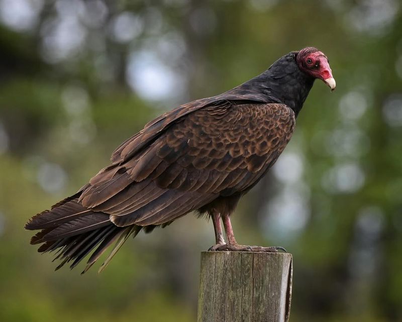 Michigan - Turkey Vulture