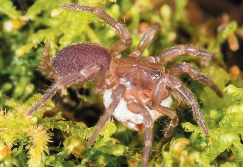 Microhexura montivaga (Spruce-fir Moss Spider)