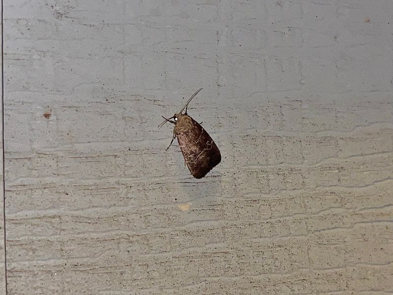 Midget Moths