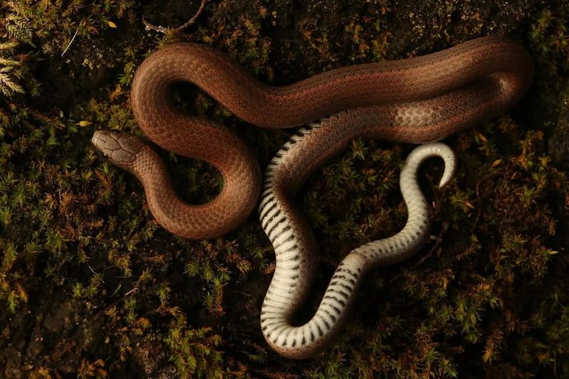 Midland Brown Snake