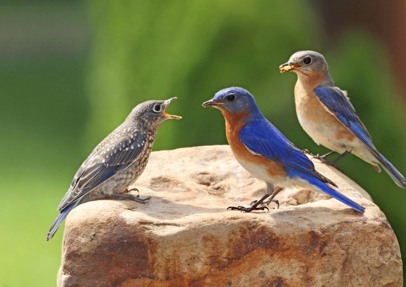 Migration Patterns of Bluebirds