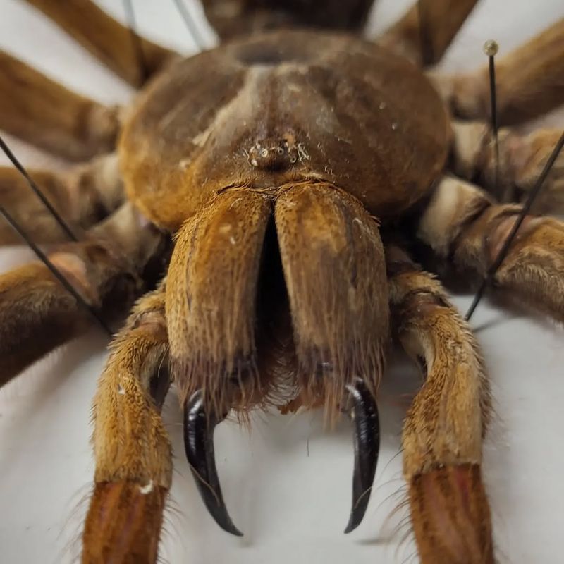 Mimicry and Camouflage in Spiders