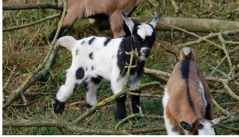 Mini Goats Still Need Space To Roam