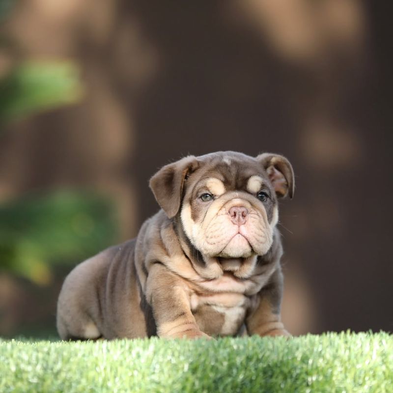 Miniature Bulldog