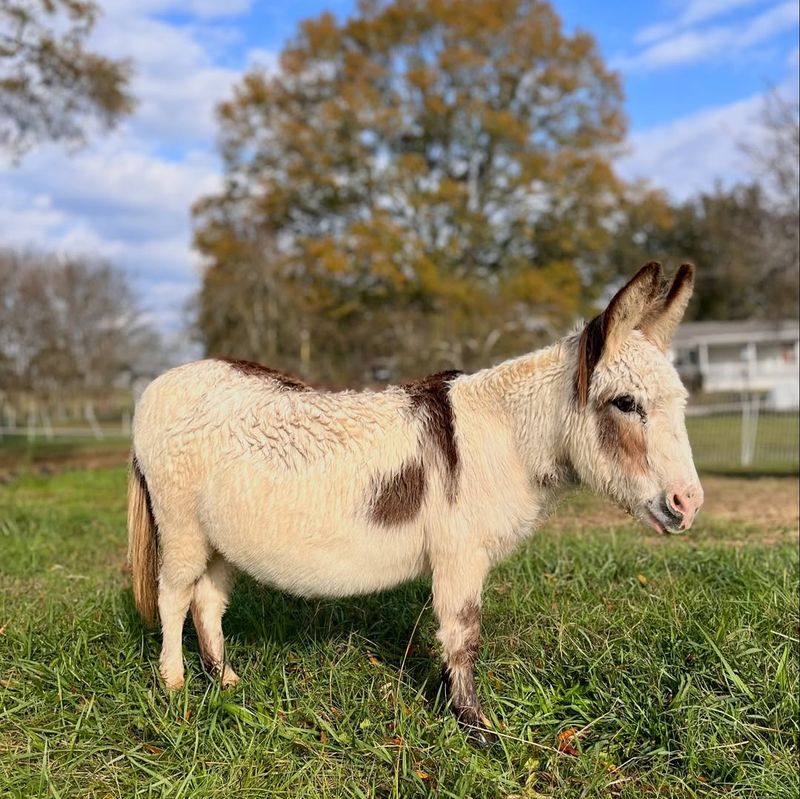 Miniature Donkey